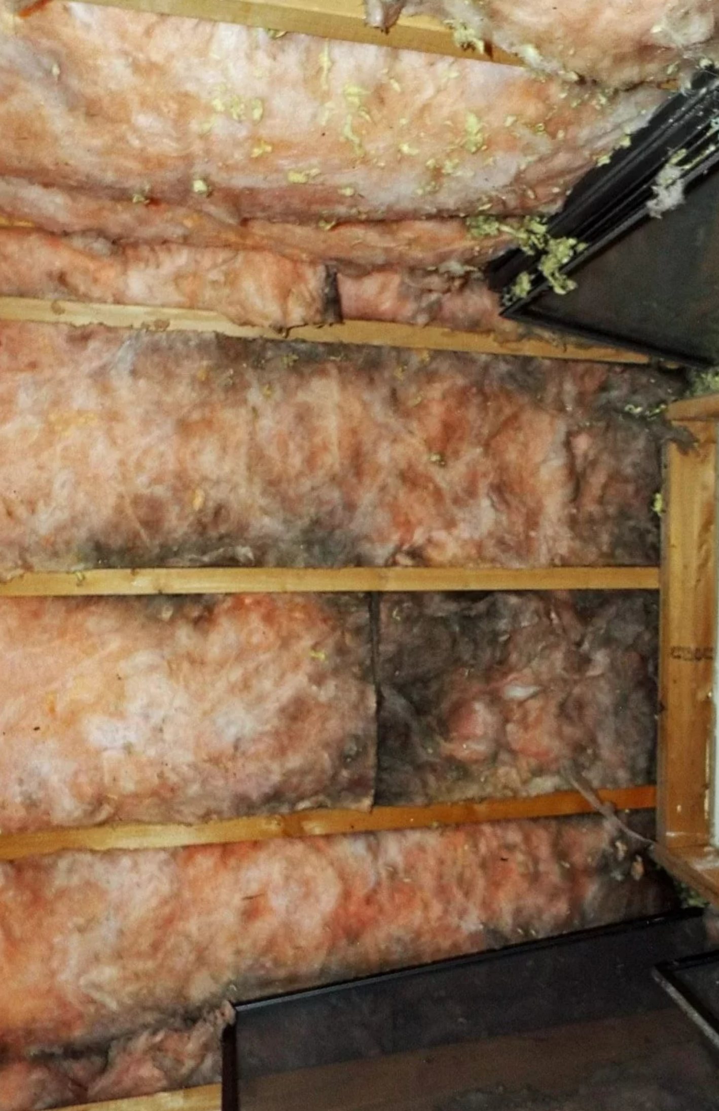 mold on fiberglass insulation