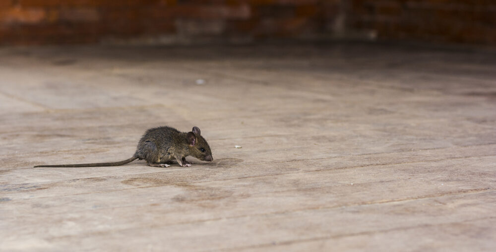 is spray foam insulation rodent proof